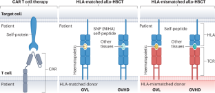 Targeting the roots of myeloid malignancies with T cell receptors
