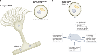 Mycoviruses steer fungal fitness