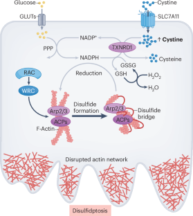 Redox-driven cell death by disulfidptosis and its therapeutic potential