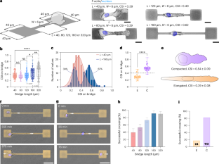 The actin cortex acts as a mechanical memory of morphology in confined migrating cells