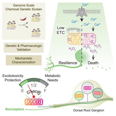 Mitochondrial activity tunes nociceptor resilience to excitotoxicity
