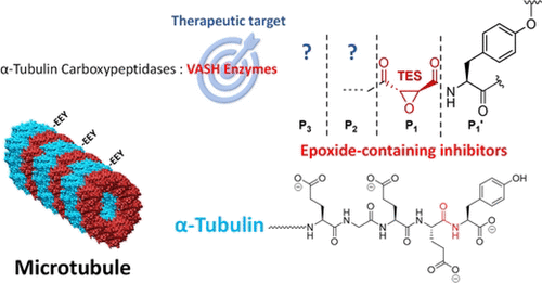 Development of Low-Nanomolar Covalent Epoxide Inhibitors of Tubulin Detyrosinating Enzymes VASH1&2