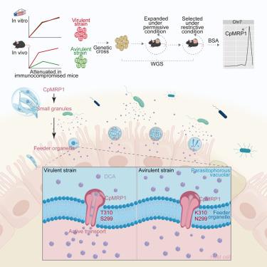 Cryptosporidium parvum multidrug resistance protein confers resistance to toxic gut microbial metabolite
