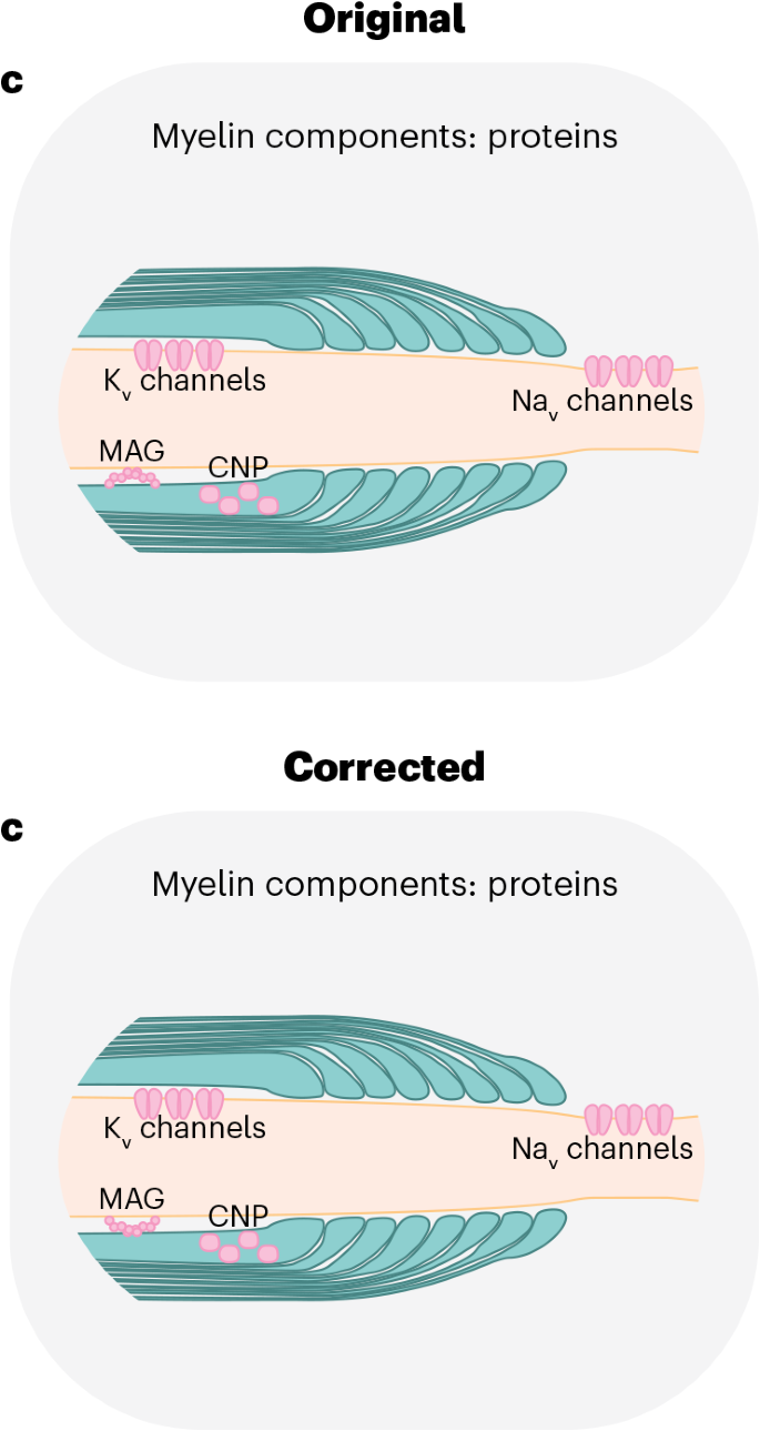 Author Correction: Dynamics of mature myelin