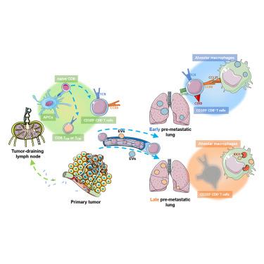 Long-range deployment of tumor-antigen-specific cytotoxic T lymphocytes inhibits lung metastasis of breast cancer