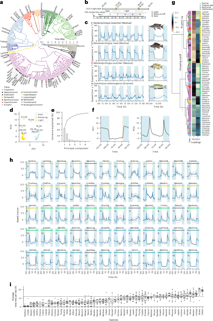 Widespread temporal niche partitioning in an adaptive radiation of cichlid fishes