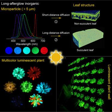 Sunlight-powered multicolor and uniform luminescence in material-engineered living plants