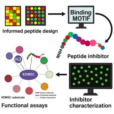 Design of a selective peptide inhibitor targeting KDM5C demethylase activity