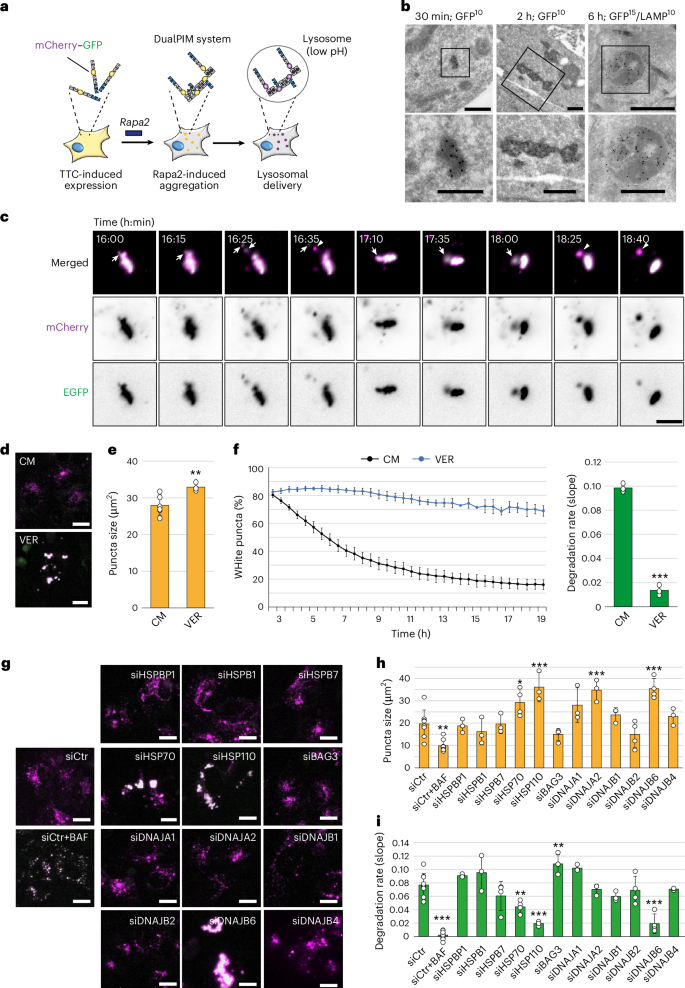 A chaperone-proteasome-based fragmentation machinery is essential for aggrephagy