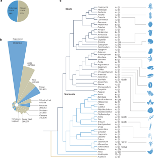 Genome analyses and breeding of polyploid crops