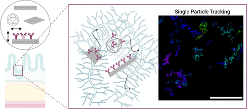 Topology Determines DNA Origami Diffusion in Intestinal Mucus