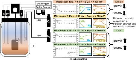 Controlled redox potentials and flooding duration affect microbial community composition and biomass in an arable soil