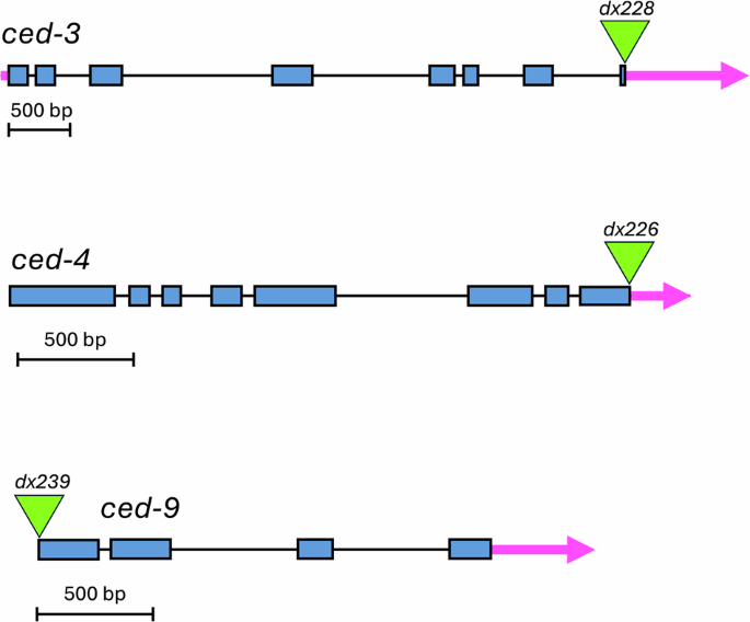 Fluorescent protein tagging of C. elegans core apoptosis pathway components reveals mitochondrial localization of CED-9 Bcl-2, CED-4 Apaf1 and CED-3 Caspase in non-apoptotic and apoptotic cells