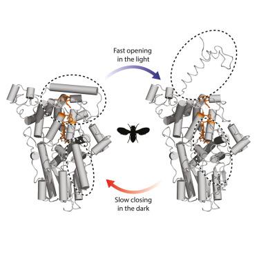 Light-induced conformational switching and magnetic sensitivity of Drosophila cryptochrome