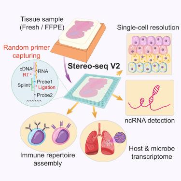 Stereo-seq V2: Spatial mapping of total RNA on FFPE sections with high ...