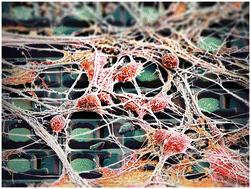 Advances in large-scale electrophysiology with high-density microelectrode arrays