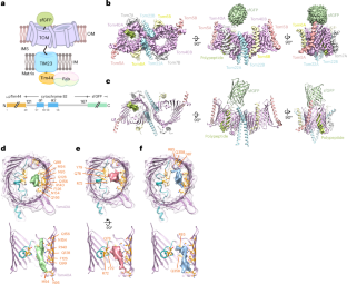 Dynamic TOM–TIM23 supercomplex directs mitochondrial protein translocation and sorting