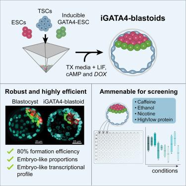 Efficient stem cell-derived mouse embryo models for environmental studies