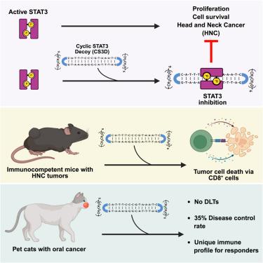 Safety and efficacy of a STAT3-targeted cyclic oligonucleotide: From murine models to a phase 1 clinical trial in pet cats with oral cancer