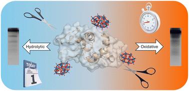 Fast and selective protein modification with iron-substituted polyoxometalates via a radical pathway