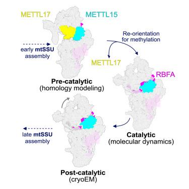 Mettl15-Mettl17 modulates the transition from early to late pre-mitoribosome