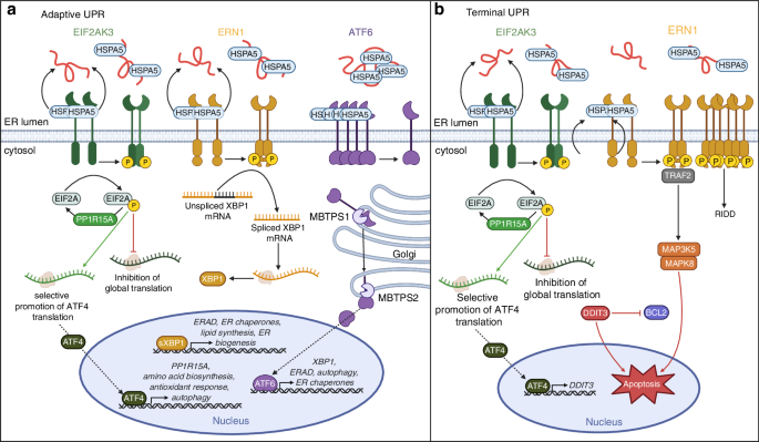 The role of the unfolded protein response pathway in bone homeostasis and potential therapeutic target in cancer-associated bone disease
