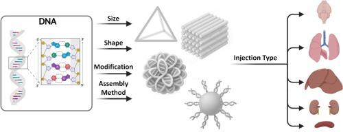 Engineering in vivo behavior of DNA nanostructures toward organ-targeted drug delivery