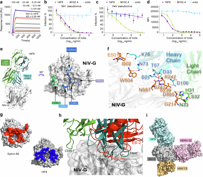 Single amino acid substitution in Hendra virus attachment glycoprotein induces cross-neutralizing antibodies against Nipah virus