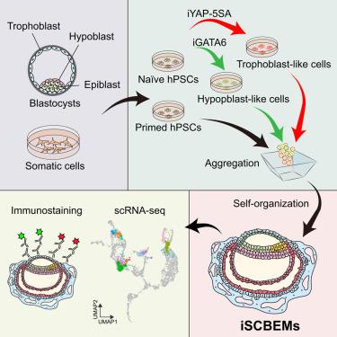 An inducible model of human post-implantation development derived from primed and naive stem cells