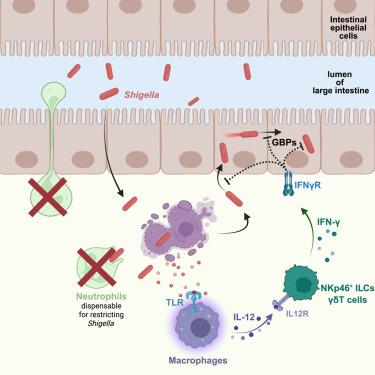 Macrophages orchestrate elimination of Shigella from the intestinal epithelial cell niche via TLR-induced IL-12 and IFN-γ