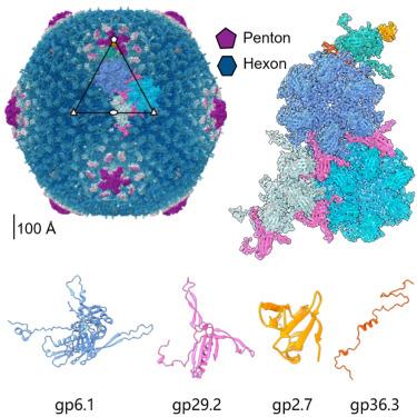 Capsid structure of phage SPO1 reveals novel minor capsid proteins and insights into capsid stabilization