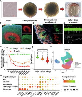 Effects of esketamine on electrophysiology and metabolic reprogramming in brain organoids: insights into antidepressant mechanisms