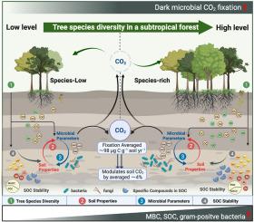 Tree species diversity enhances dark microbial CO2 fixation rates in soil of a subtropical forest