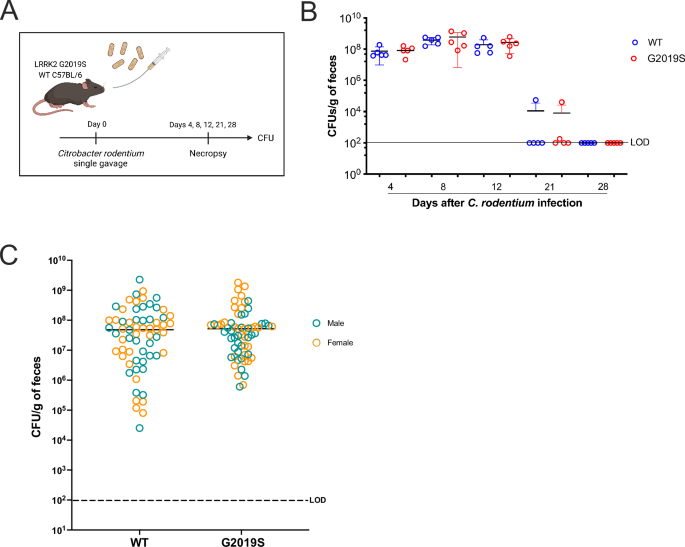 Lrrk2 G2019S mutation incites increased cell-intrinsic neutrophil effector functions and intestinal inflammation in a model of infectious colitis