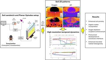 Planar optodes reveal spatiotemporal heterogeneity of oxic and pH microenvironments driven by dung beetle activity in soil