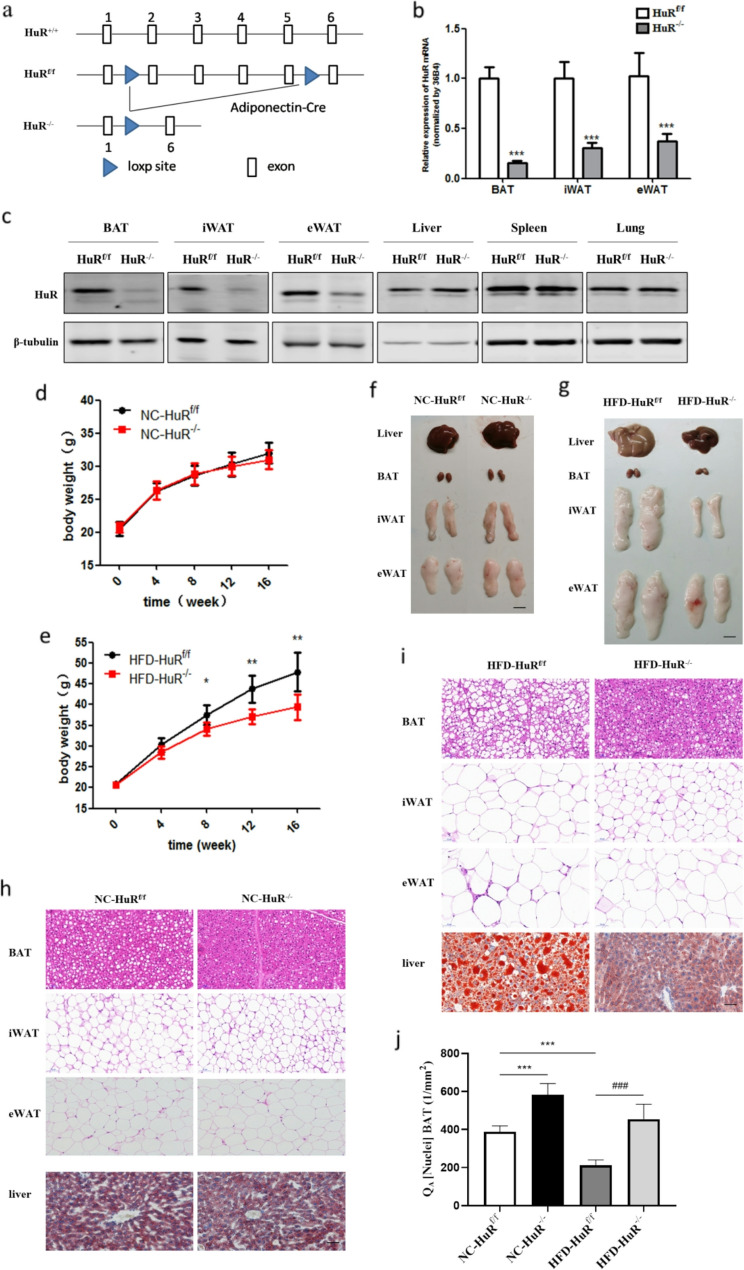 Adipose-specific HuR deletion protects against high-fat diet-induced obesity in mice through upregulating Ucp1 expression.