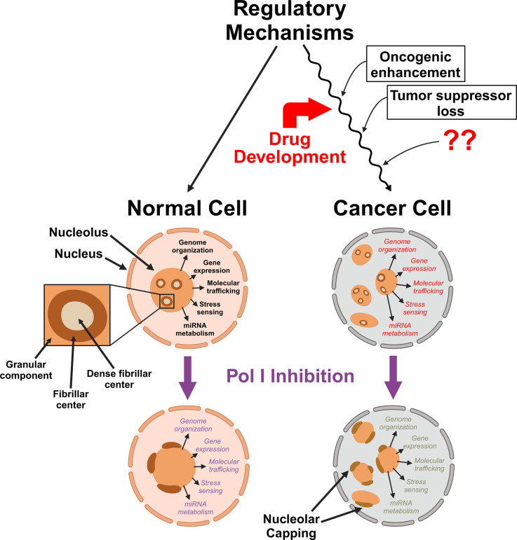 Anticancer drug development against ribosome synthesis and the nucleolus.