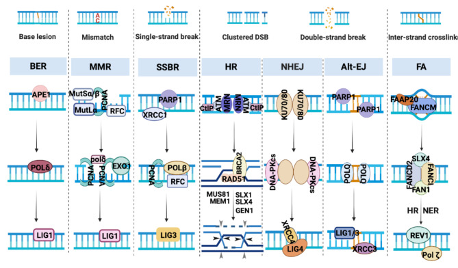 Tumor irradiation induced immunogenic response: the impact of DNA damage induction and misrepair.