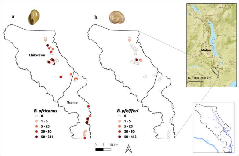 Predicting current habitat suitability for intermediate snail hosts of urogenital and intestinal schistosomiasis in the Lower Shire Valley floodplain of southern Malawi.