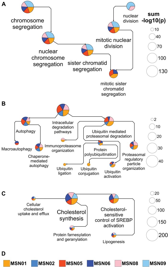 MBC PathNet: integration and visualization of networks connecting functionally related pathways predicted from transcriptomic and proteomic datasets.