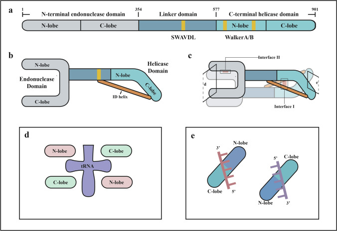SLFN11, far from being limited to responding to cancer DNA damage.