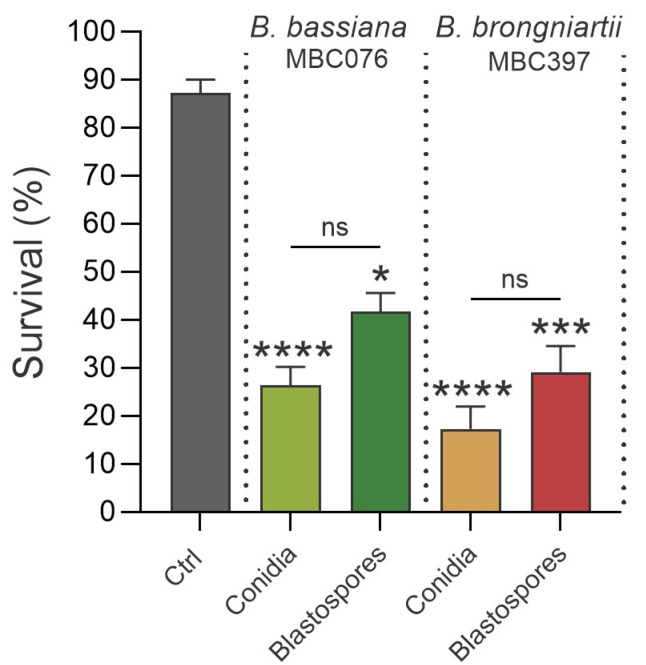Larvicidal and Immunomodulatory Effects of Conidia and Blastospores of <i>Beauveria bassiana</i> and <i>Beauveria brongniartii</i> in <i>Aedes aegypti</i>.