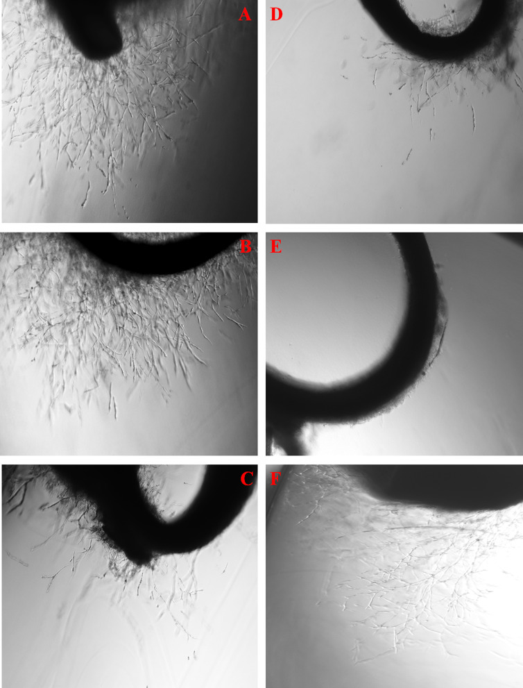 Abstract Image