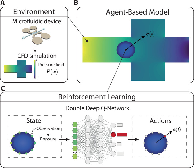 Leveraging agent-based models and deep reinforcement learning to predict taxis in cell migration.