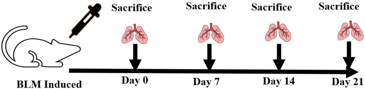 To Evaluate Interdisciplinary Integration in Medical Education Through a Pulmonary Fibrosis Case Study.
