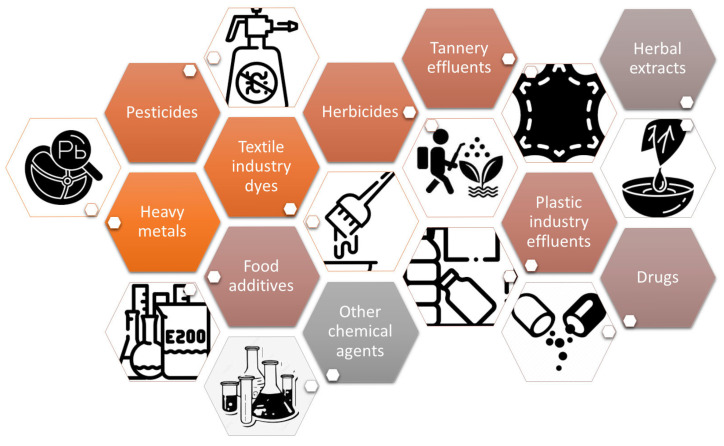 The <i>Allium cepa</i> Model: A Review of Its Application as a Cytogenetic Tool for Evaluating the Biosafety Potential of Plant Extracts.