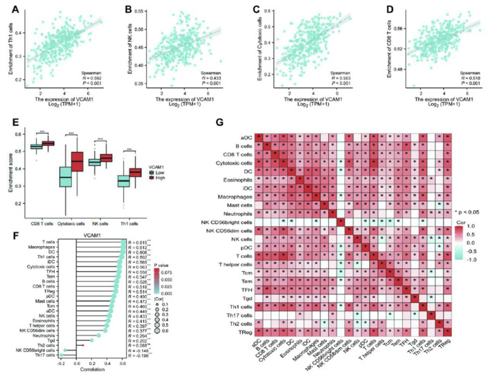 <i>VCAM-1</i> predicts poor prognosis and modulates immune infiltration in gastric cancer: a TCGA-based bioinformatics study.
