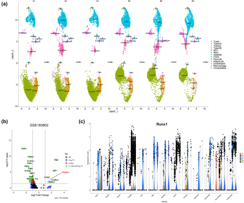 RUNX1 promotes denervation-induced muscle atrophy by activating the JUNB/NF-κB pathway and driving M1 macrophage polarization.