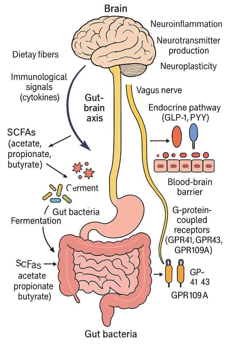 Metabolic interplay of SCFA's in the gut and oral microbiome: a link to health and disease.
