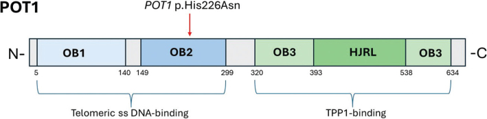 POT1 genetic testing in melanoma-prone families in Sweden: germline variant prevalence and tumor spectrum in identified carriers.